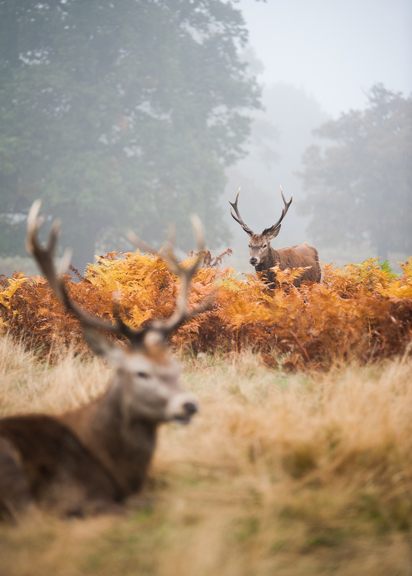 Dieren