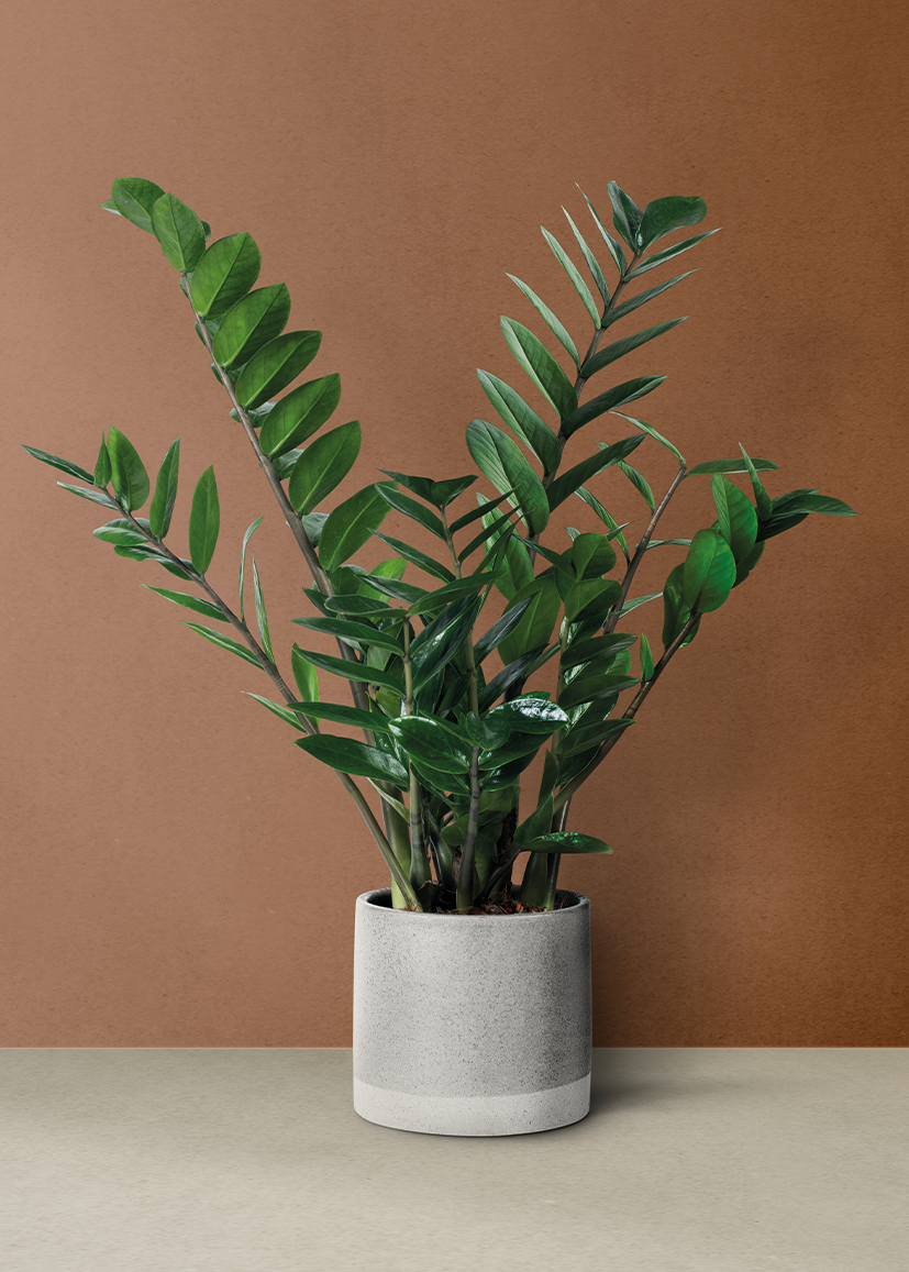 Botanisch