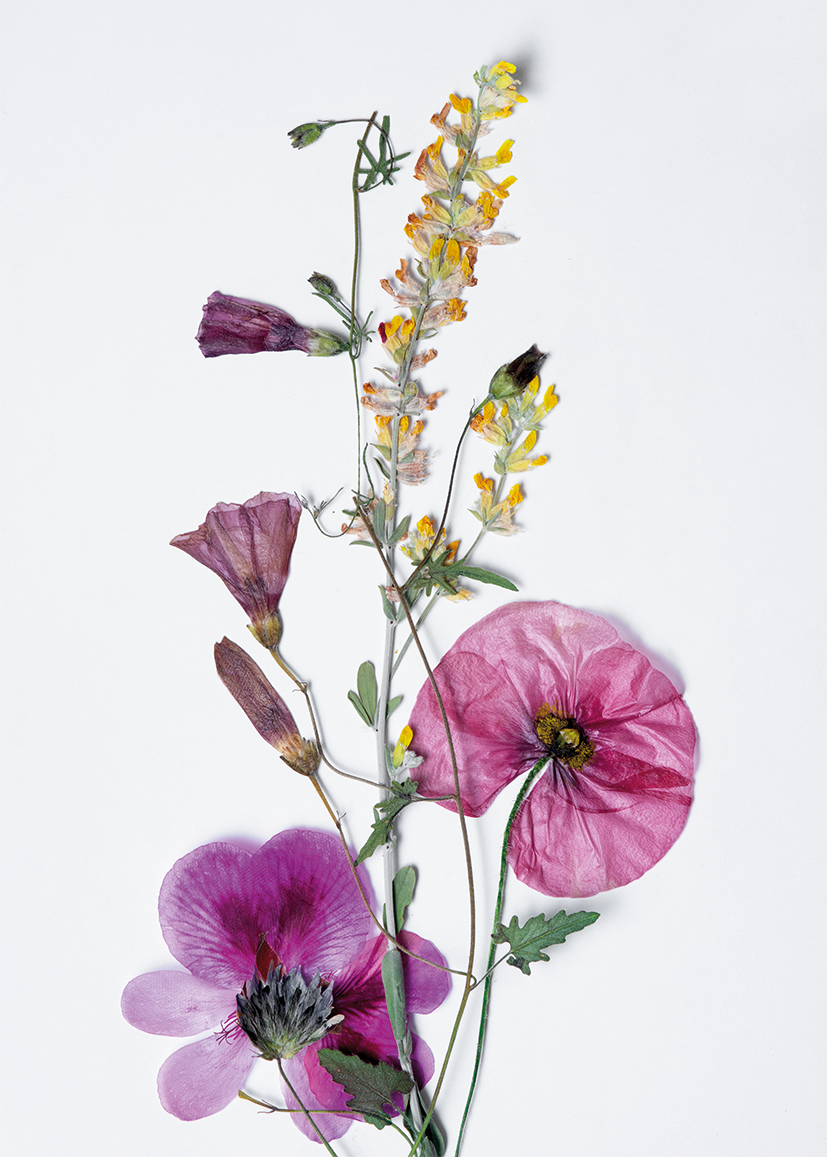 Herbarium in Kleur