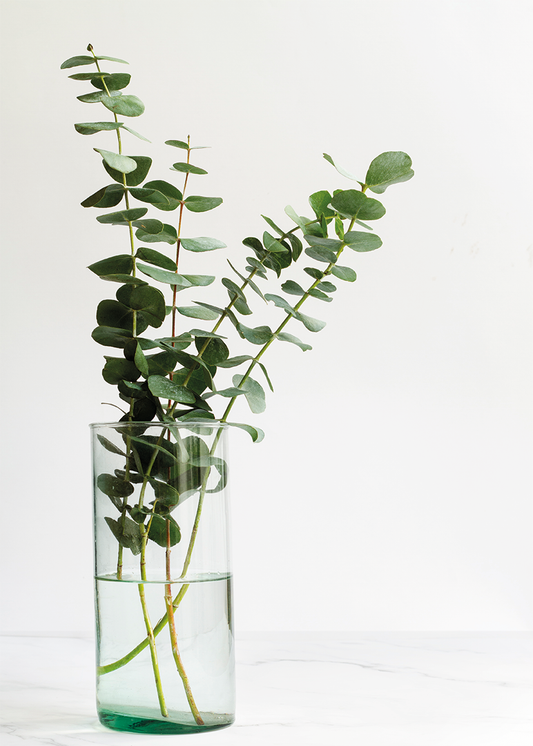 Pure Eucalyptus