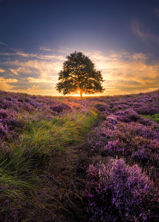 Zonsondergang op de Heide