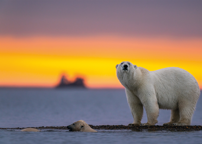 Ijsberen in de Poolzee
