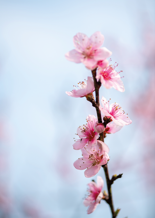 Lente in Fluistertoon