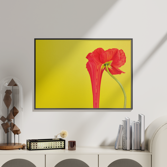 Veld van Licht