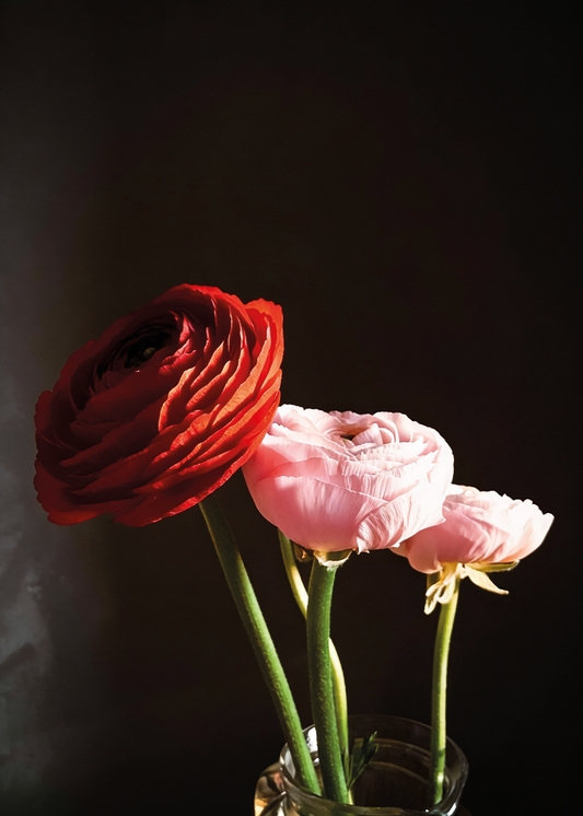 Drie Rozen in Schaduwlicht