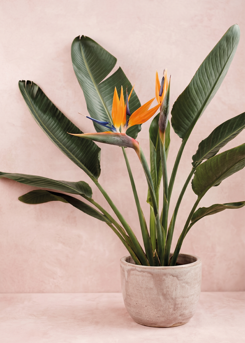 Bird of Paradise