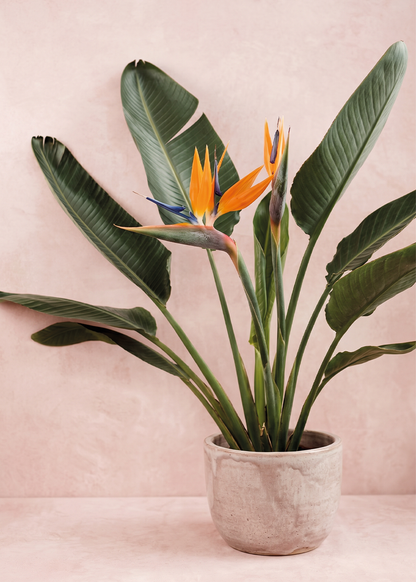 Bird of Paradise