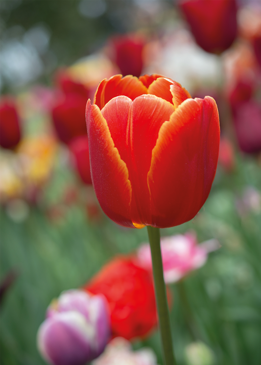 Rode Tulp