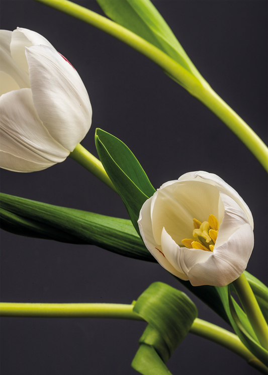 Tulpen in Dialoog
