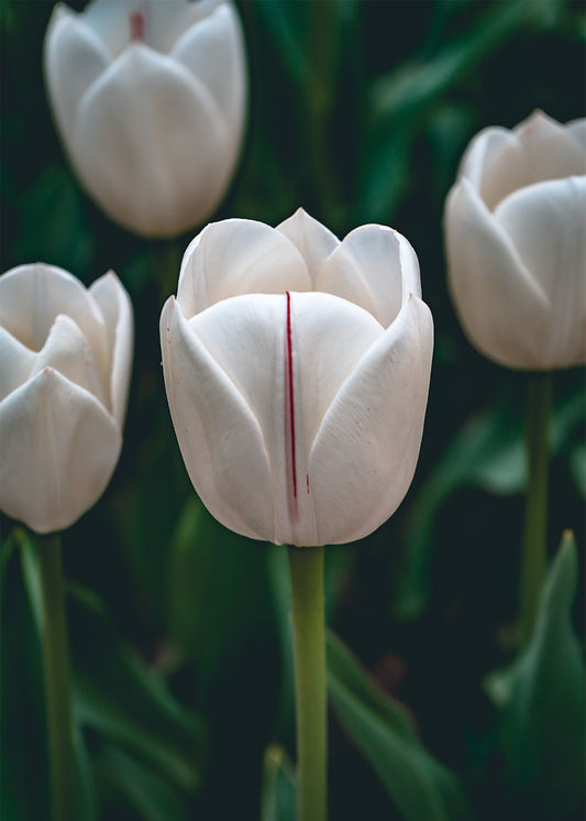 Witte Tulpen in Stilte
