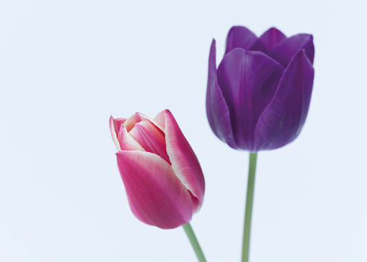 Twee Tulpen, Twee Stemmen