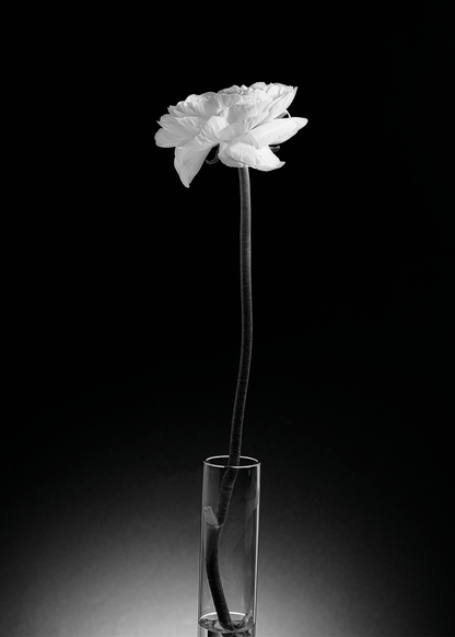 Monochrome Bloem