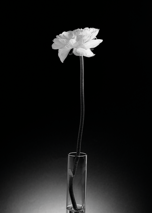 Monochrome Bloem