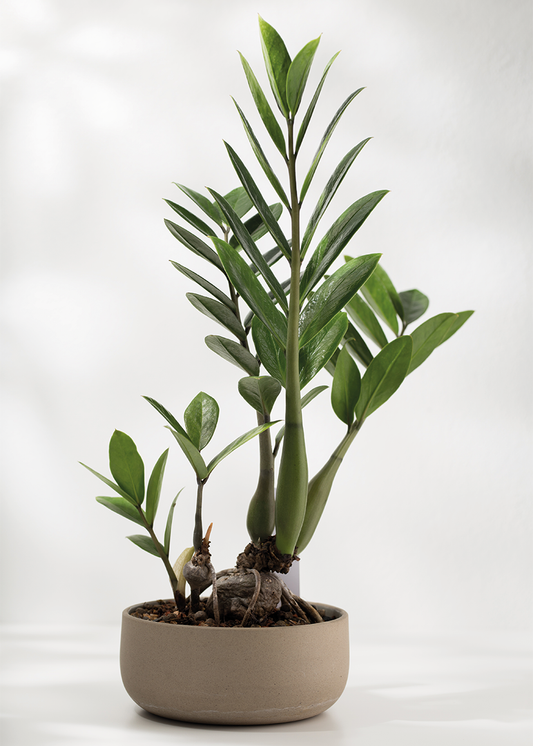 Groene Verticale Rust