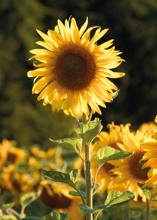 Zomer in Goud