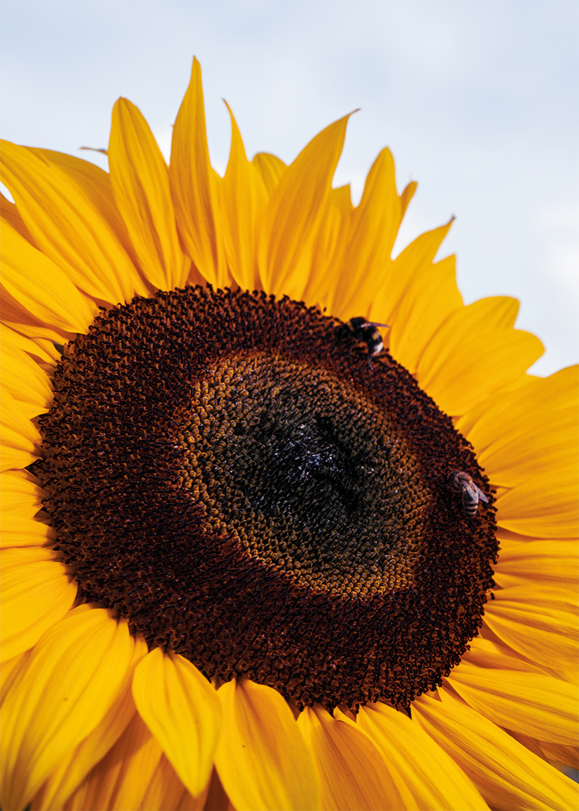 De Kracht van de Zon