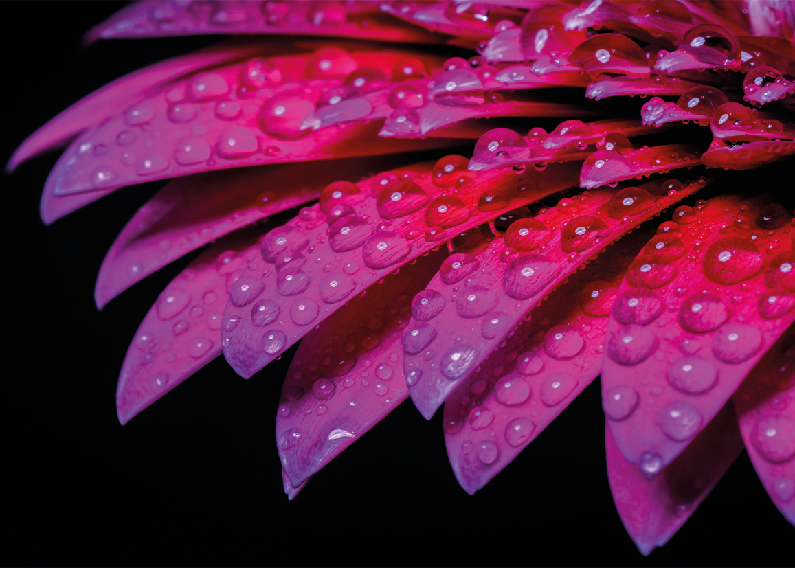 Roze Bloemblaadjes