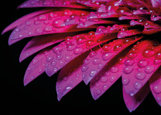 Roze Bloemblaadjes